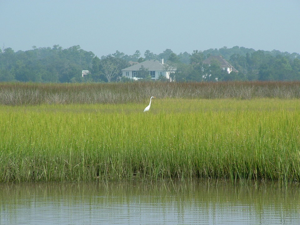 Brunswick, GA: Marsh Habitat