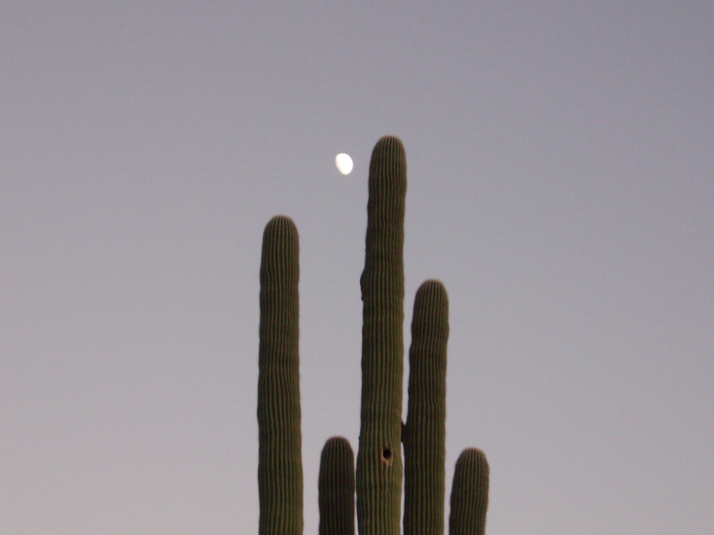 Tucson, AZ: Cactus with moon