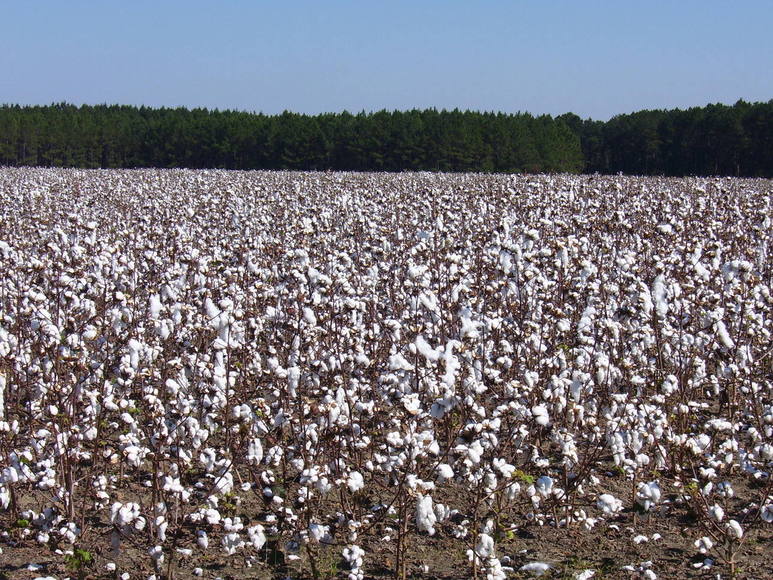 Pembroke, GA: Cotton Field right outside of Pembroke city limits.