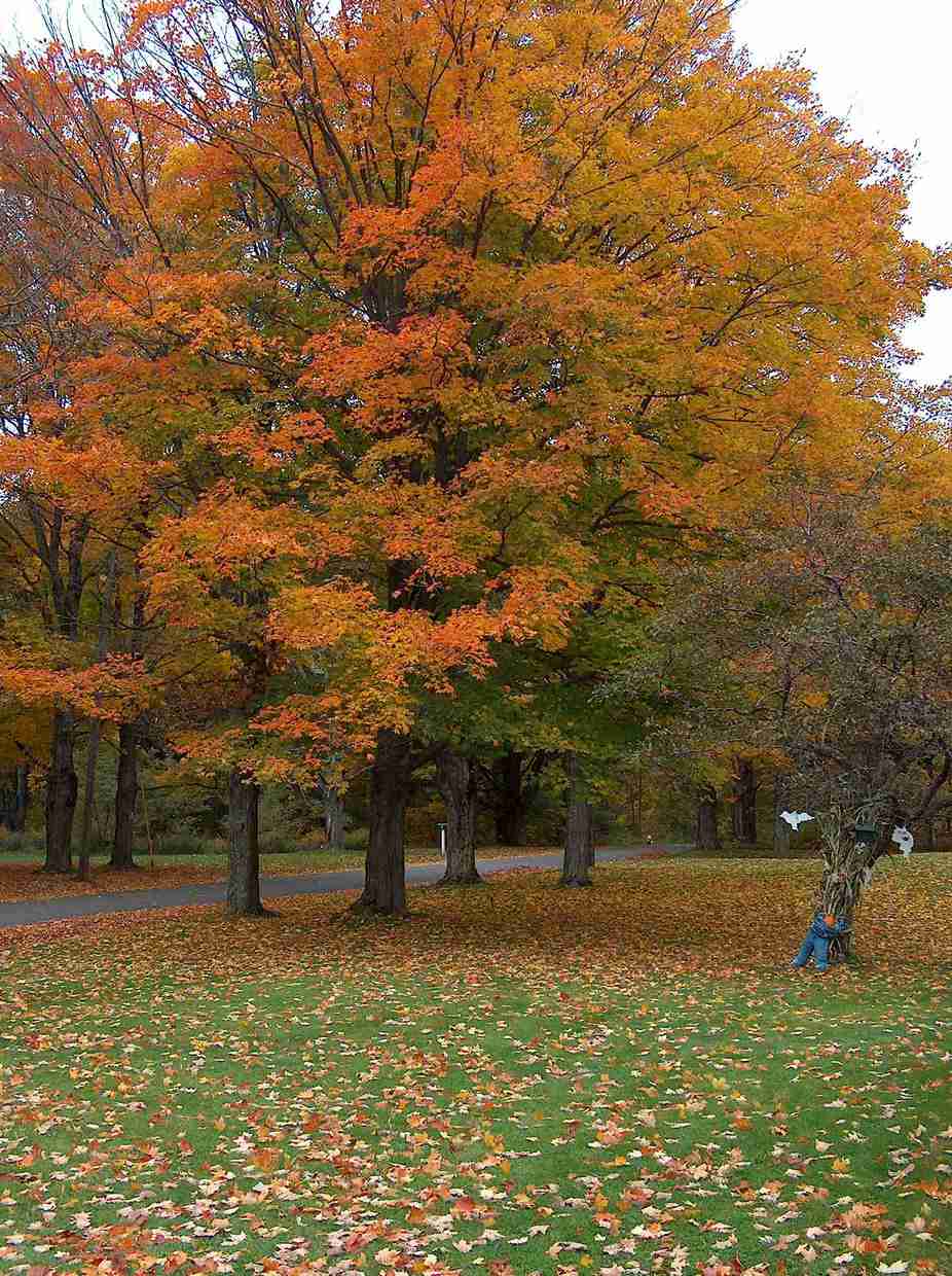 Stamford, NY: Fall in Stamford, New York