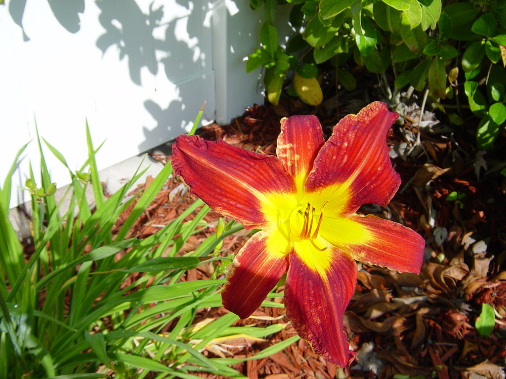 Fruit Cove, FL Flowers in Fruit Cove photo, picture, image (Florida