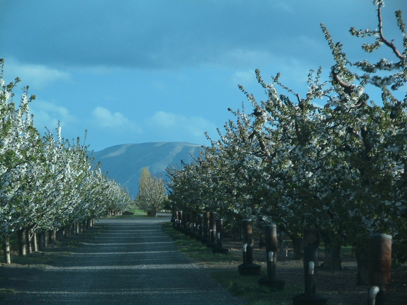 Mattawa, WA: orchards