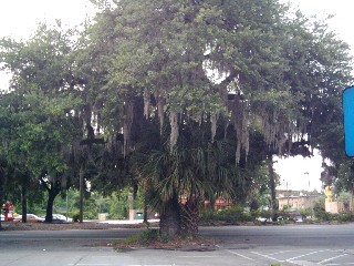 Savannah, GA: Nice Tree in Savannah