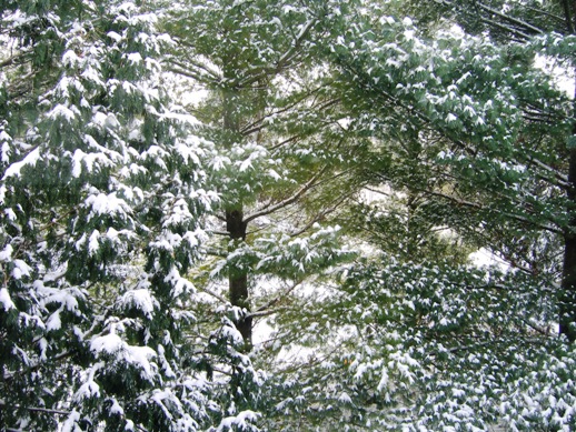 Madison, WI: Fresh Snowfall - Madison