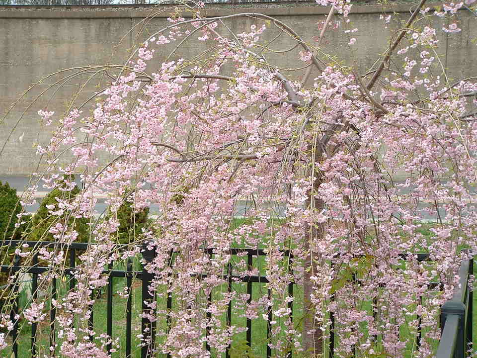 Newburgh, NY: Blossoms On Fence