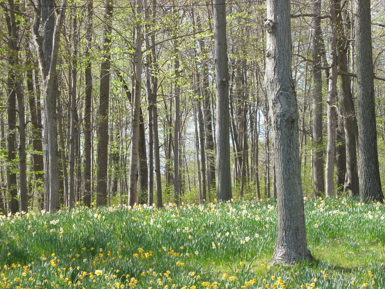 Meriden, CT: Forest and Daffodils