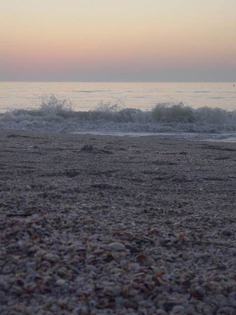 Indian Rocks Beach, FL: Shells at the beach