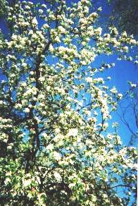 Niangua, MO: apple tree blooming in town