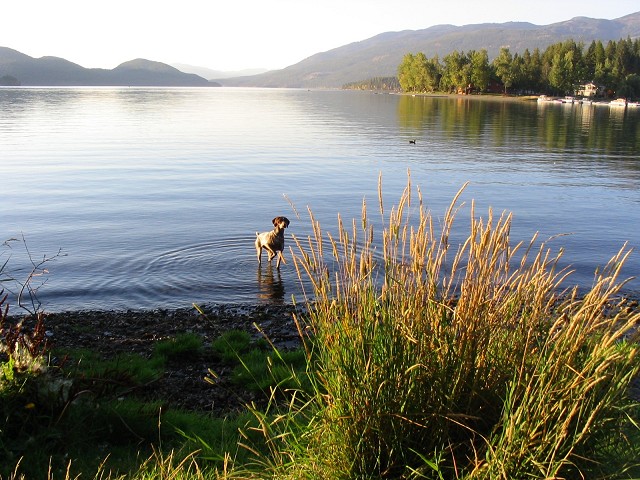 Whitefish, MT: Dog in Whitefish Lake