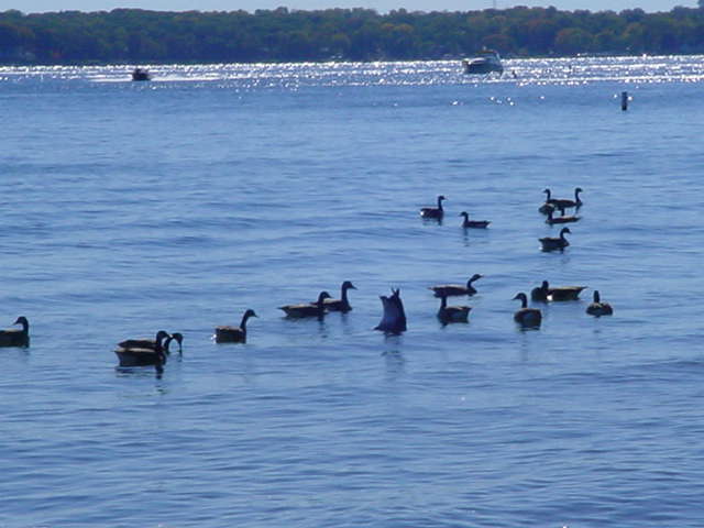 Lake Geneva, WI: Ducks in Lake Geneva, Wisconsin