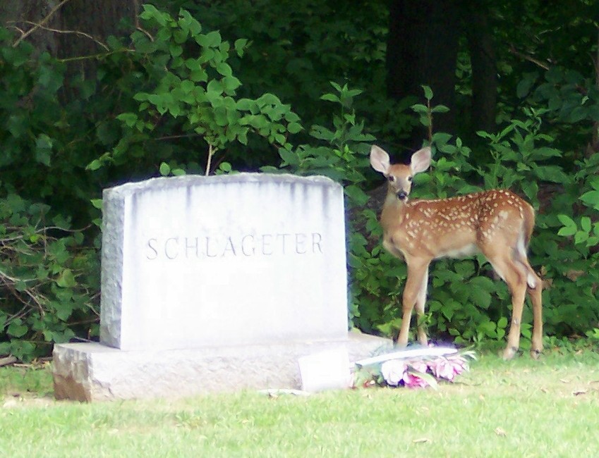 Milan, OH: Doe at Milan Cemetary