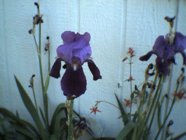 Kelso, WA: Irises Thrive in Kelso