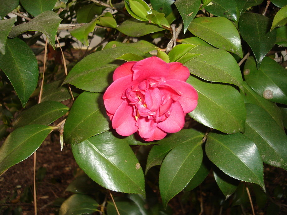 Lake Mary, FL Camellia in our front yard photo, picture, image
