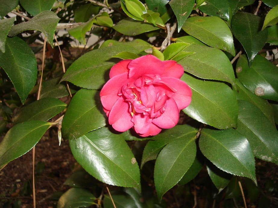 Lake Mary, FL: Camellia in our front yard