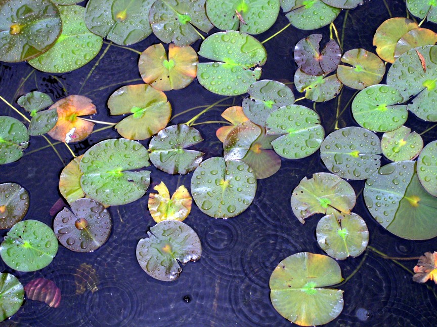 Martha Lake, WA: Beauty of Martha Lake on a Rainy Day