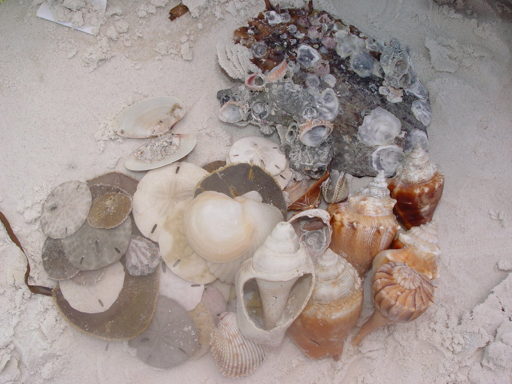 Siesta Key, FL: Shells found on the shores of Siesta Key FL