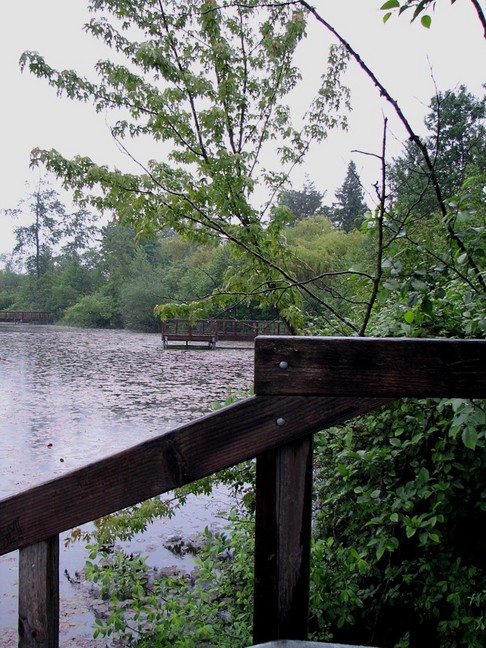 Martha Lake, WA: A rainy stroll along a Martha Lake dock part 2