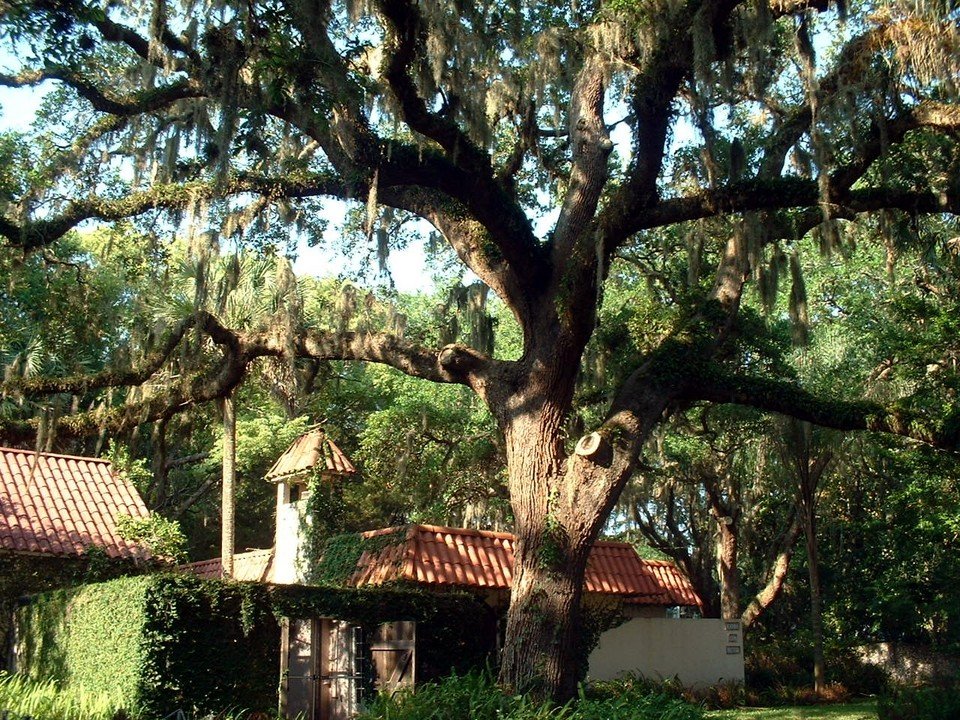 St. Augustine, FL: House & trees on a side street of St. Augustine