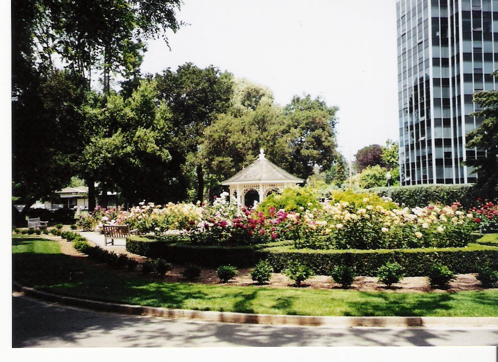 San Mateo, CA: central park rose garden san mateo