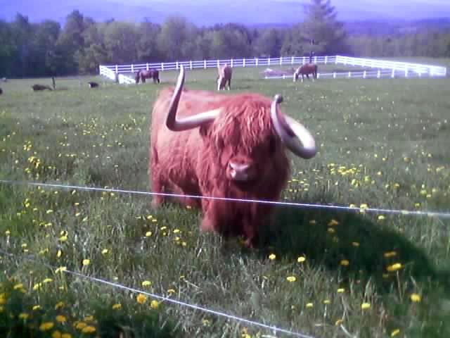 Moretown, VT: Farm on Pony Hill Road, we call him BLUTO