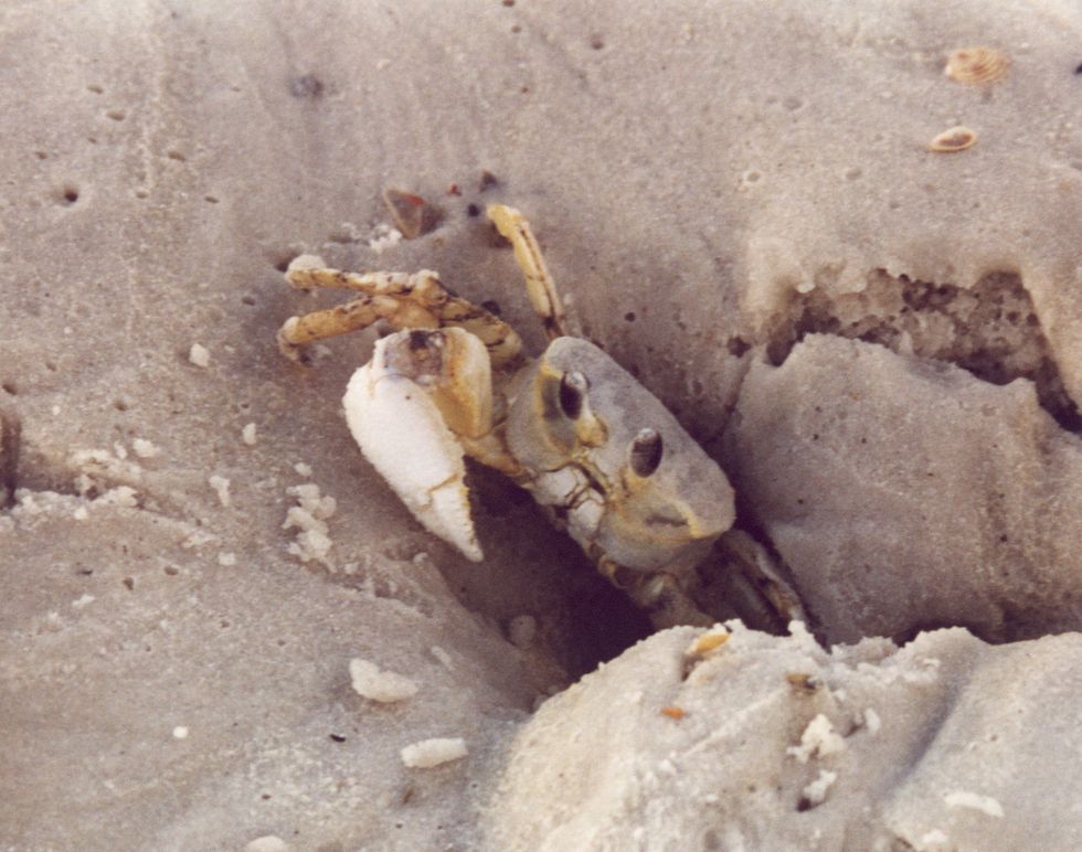 Port St. Joe, FL: Ghost Crab Peeking Out