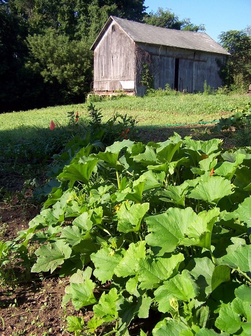 Albion, MI: Albion Barn