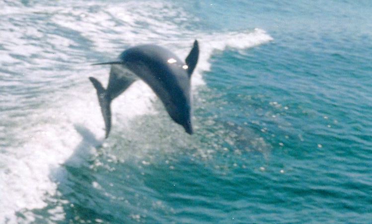 Destin, FL: Dolphin Cruise