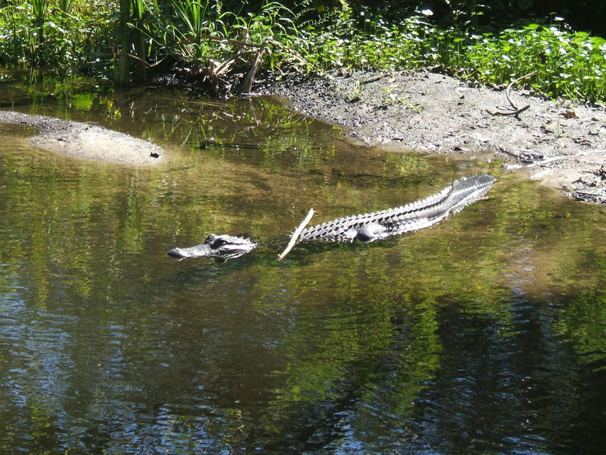 Gainesville, FL: Alligator in Graham Pond on the campus of the University of Florida