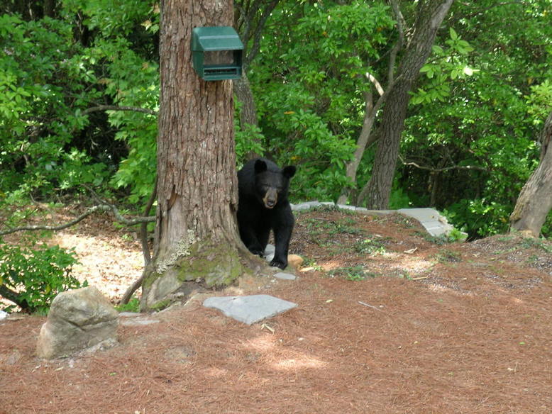 Sky Valley, GA: Black bear - lunch time visit in Sky Valley, GA