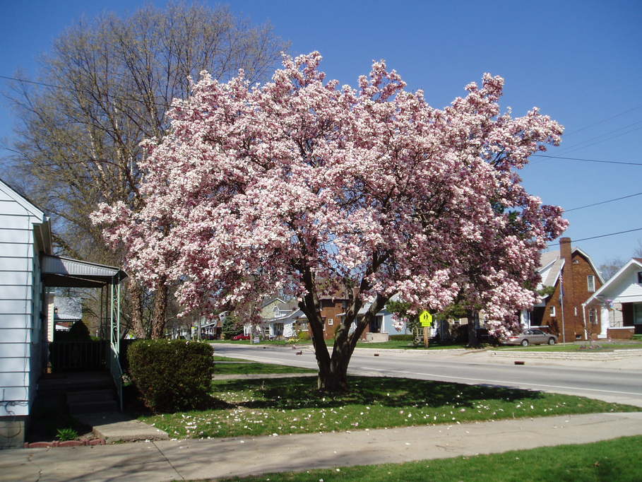West Peoria, IL: Springtime in West Peoria