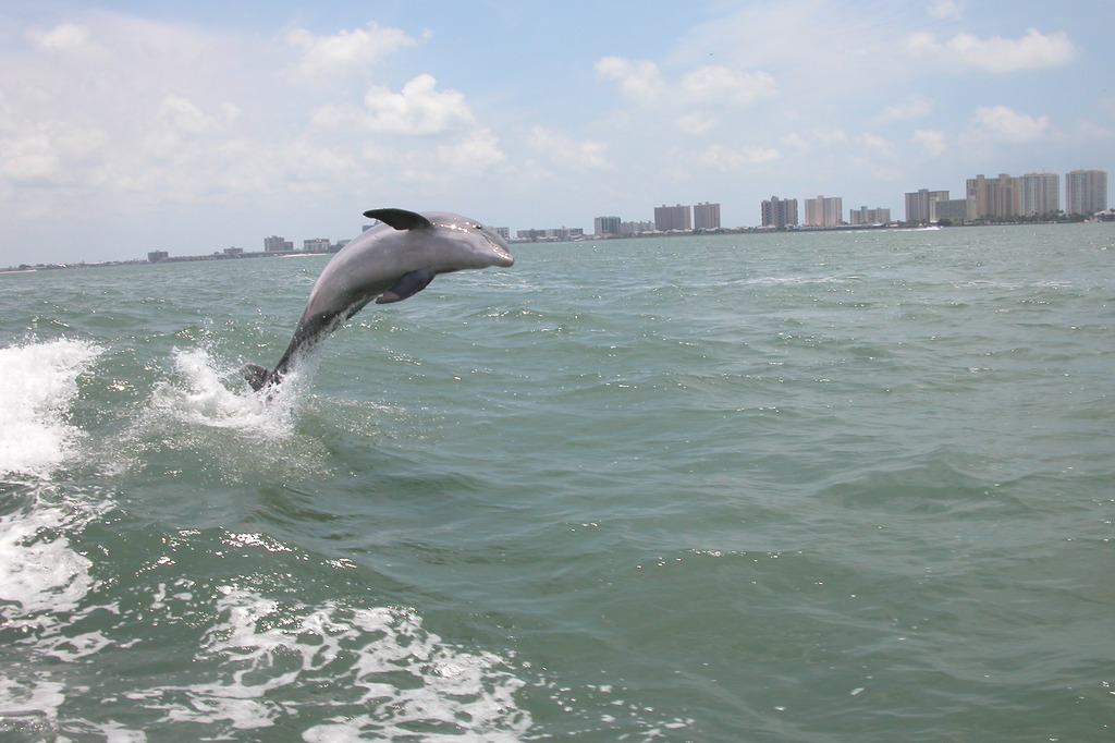 Clearwater, FL: Dolfin in Gulf of Mexico, off shore of Clearwater Florida