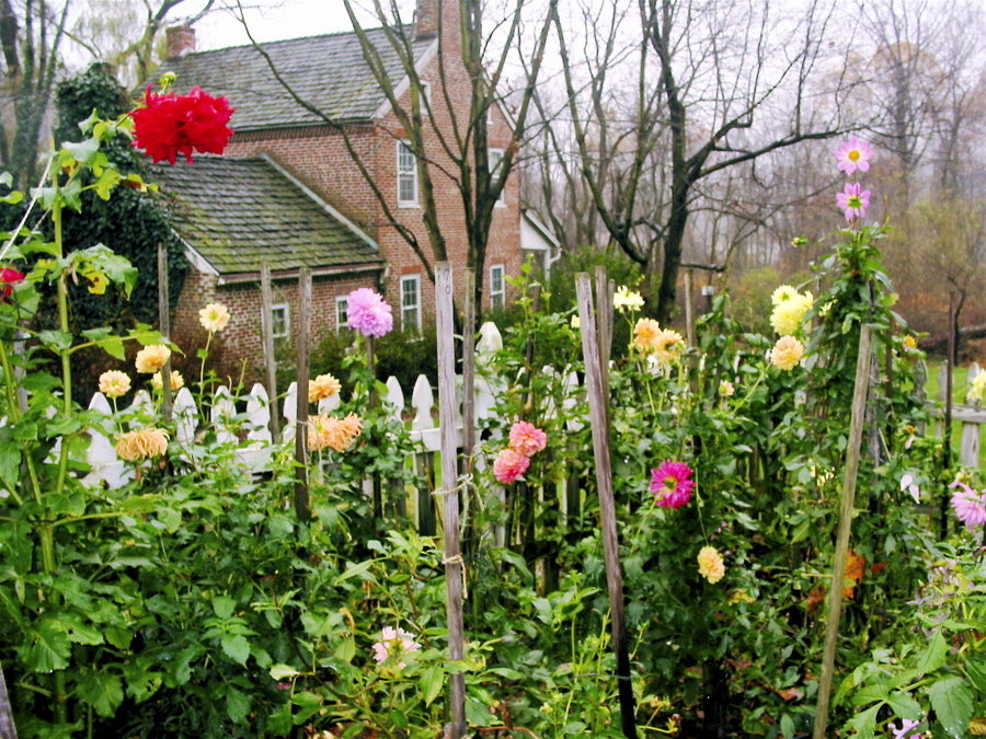 Carroll Valley, PA: Mid-autumn dahlias in Carroll Valley, a wonderful place for gardeners