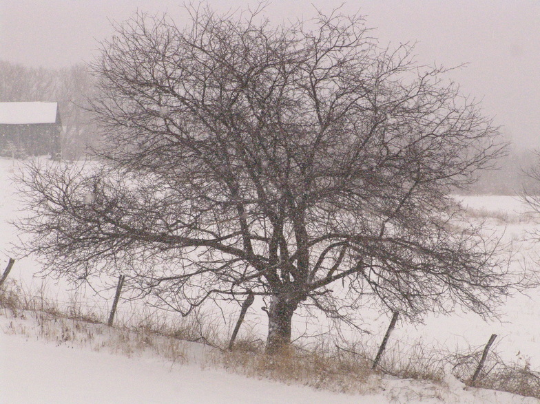 Galway, NY Old Apple Tree on Hermance Rd, In Beautiful Galway,NY
