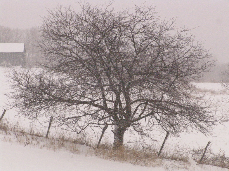 Galway, NY: Old Apple Tree on Hermance Rd, In Beautiful Galway,NY