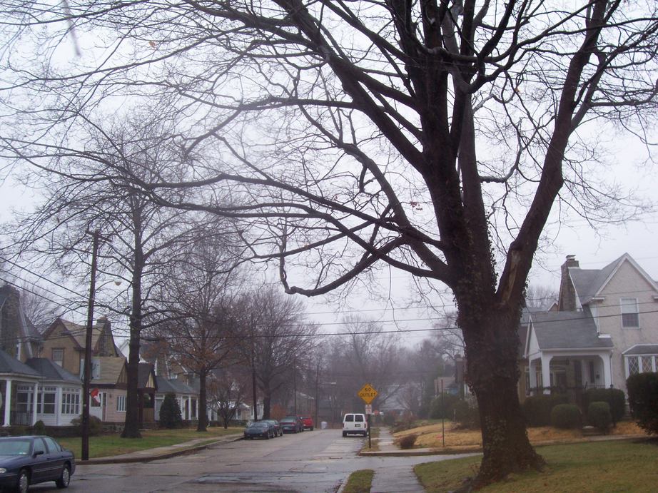 Lansdowne, PA: Stretching and irregular tree looming over neighborhood intersection and extreme long shot of "No Outlet" street sign add to the gloomy effect of a beautifully rare rainy morning in Lansdowne
