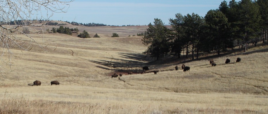 Rapid City, SD: Wild Buffaloes in Custer State Park