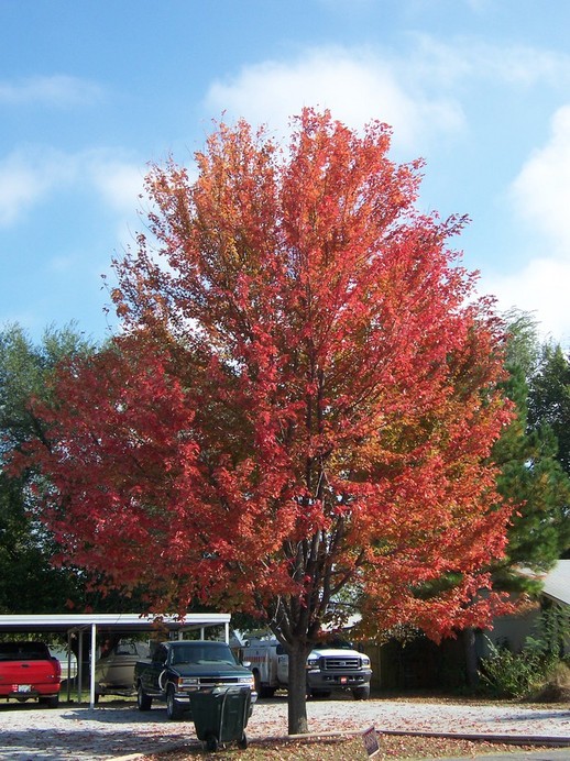 Vinita, OK: Beautiful trees in the fall season