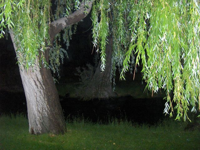 Salt Lake City, UT: willow tree in the site of Murray