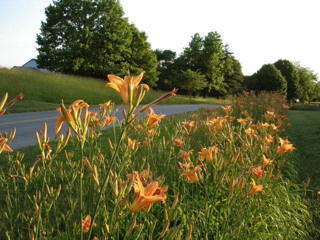 Scott City, MO: tiger lillies,on state highway,pp