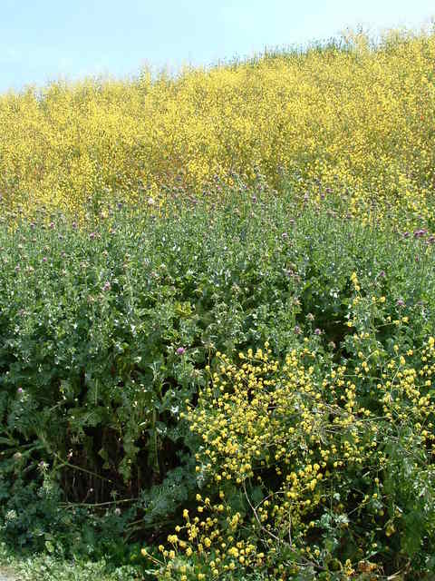 Costa Mesa, CA: Fairview Park - Mustard Weed