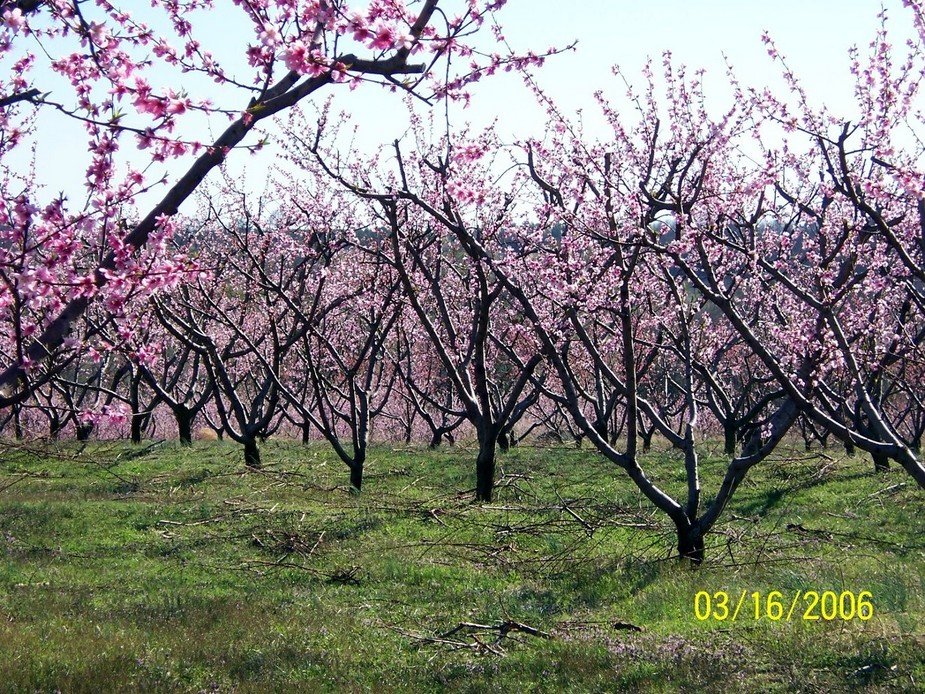 Dover, AR: Peachtree's in bloom @ Drewry Farm & Orchards, Dover, Arkansas, 72837