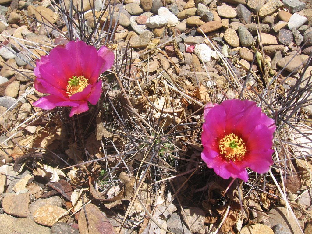 Hobbs, NM: catus flower