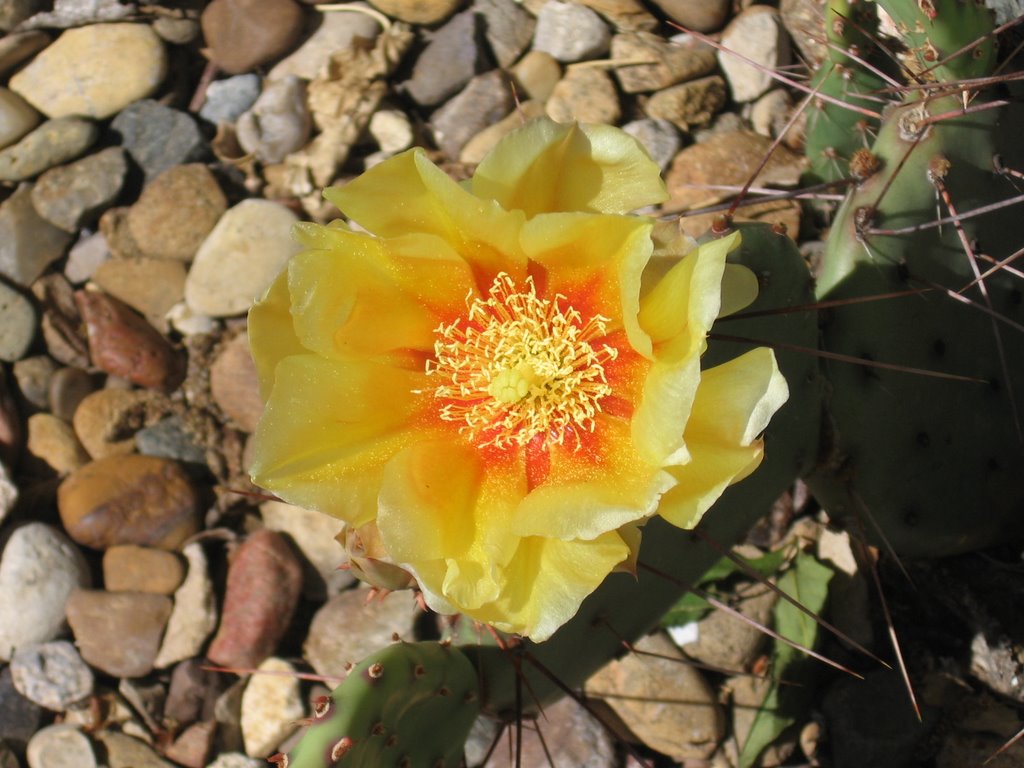 Hobbs, NM: Prickly Pear Flower