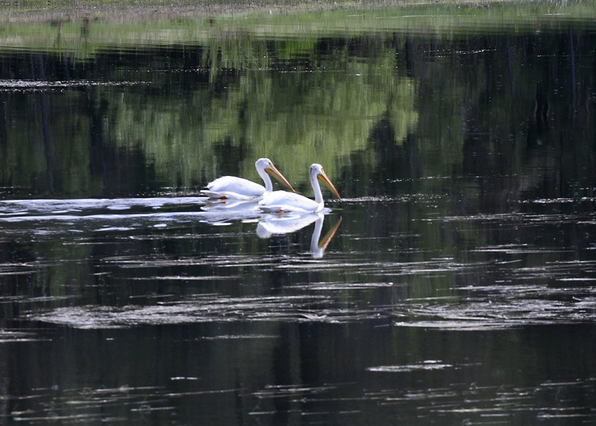 Graeagle, CA: Pelicans at Lake Davis