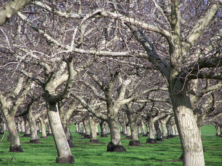 Colusa, CA: Trees on Colusa Farm