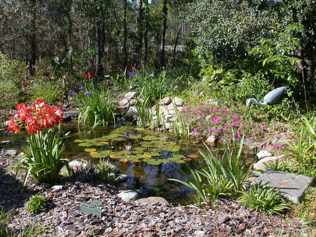 Citrus Hills, FL: Our Water Garden in Citrus Hills