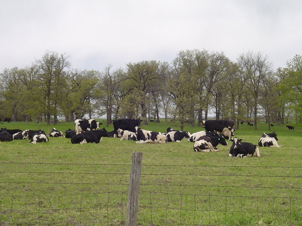 Victor, IA: Field of Cows