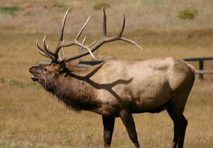 Estes Park, CO: Estes Park, Bull Elk