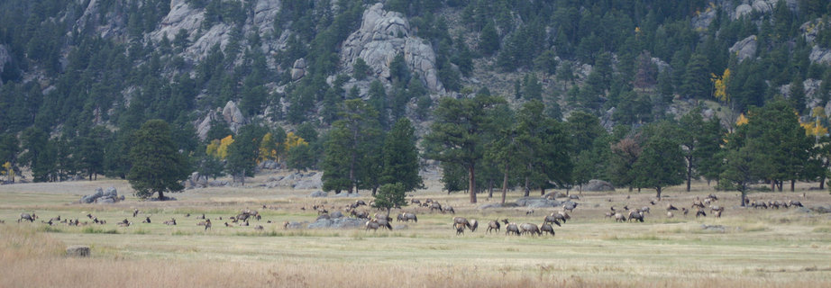Estes Park, CO: All the Elk, Estes Park
