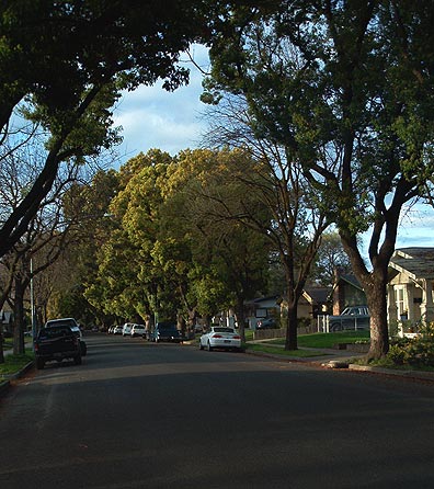 Modesto, CA: View of a street in one of Modesto's older neighbourhoods established about eighty five years ago.